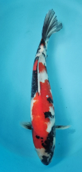 Japonsk koi Showa VS1 79