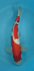 Japonsk koi Sanke VS1 82