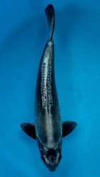 Japonsk koi Kikokuryu VS1 109