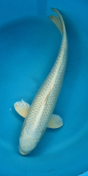 Japonsk koi Platinum Ogon VS1 110