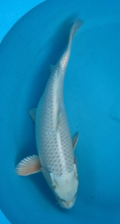 Japonsk koi Matsuba VS1 111