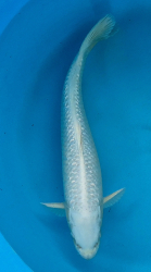 Japonsk koi Gr. Platinum Ogon VS1 112