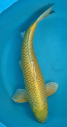 Japonsk koi Yamabuki VS1 114