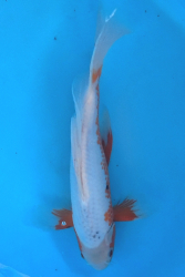 Japonsk koi Asagi Longfin  DS1_85