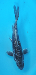 Japonsk koi D. Kawarimono Longfin DS1_102