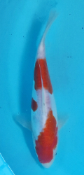 Japonsk koi D. Kohaku DS1_105
