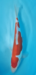 Japonsk koi D. Kohaku DS1_11