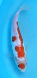 Japonsk koi D. Kohaku DS1_116
