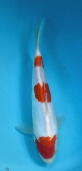 Japonsk koi D. Kohaku DS1_23