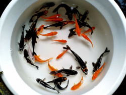Euro Koi kapor Hikari Mix