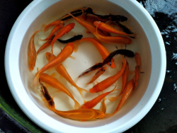 Euro Koi kapor Mix