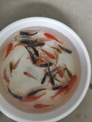 Euro Koi kapor