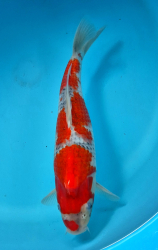 Japonsk koi Goshiki DS1_2