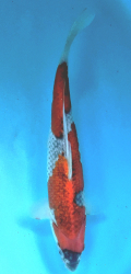 Japonsk koi Goshiki DS1_24
