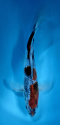 Japonsk koi Goshiki Longfin DS1_18