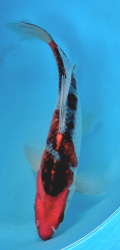 Japonsk koi Goshiki Longfin DS1_59
