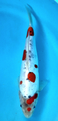 Japonsk koi Gr D. Sanke DS1_48