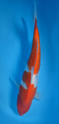 Japonsk koi Gr Kohaku DS1_17
