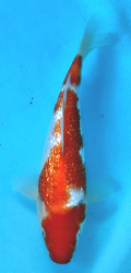 Japonsk koi Gr Kohaku DS1_53