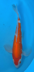 Japonsk koi Gr Kohaku Longfin DS1_112