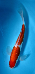 Japonsk koi Gr Kohaku Longfin DS1_3