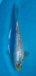 Japonsk koi Gr Shiro Utsuri DS1_109
