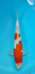 Japonsk koi  Gr. Kohaku DS1_81
