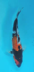 Japonsk koi Gr. Showa DS1_66