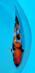 Japonsk koi Gr. Showa DS1_79