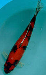 Japonsk koi Hi Showa VS2_80