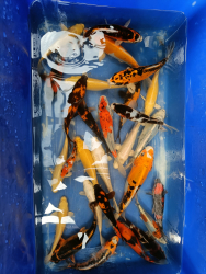 Japan Koi Mix 1
