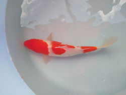 Japonsk kapor Kohaku 2