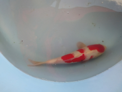 Japonsk kapor Kohaku 6