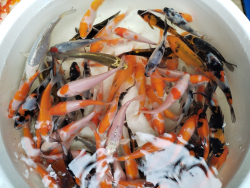 Euro Koi kapor top farebn mix