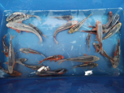 Japan Koi Asagi, Shusui