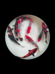 Japan Koi Goshiki, Hi utsuri