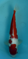 Japonsk koi Kohaku PM 4