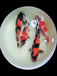 Mix Japan Koi Showa, Kohaku