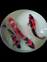 Mix Japan Koi Showa, Kohaku 2