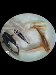 Japan Koi Mix