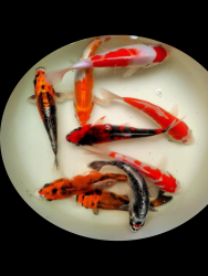 Japan Koi Mix 2