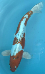 Japonsk koi Beni Kikokuryu VS1_17