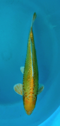 Japonsk koi D. Yamabuki VS1_60
