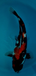 Japonsk koi Gr. Showa VS1_44