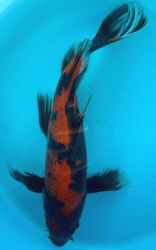 Japonsk koi Hi Utsuri Longfin VS1_37
