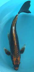 Japonsk koi Kawarimono Longfin VS1_11
