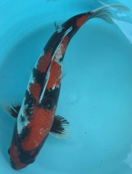 Japonsk koi Showa VS1_13