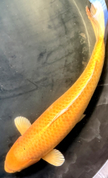 Japonsk� koi Yamabuki Ogon VS1_31