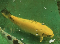 Japonsk koi kapor 003