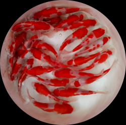 KOI kapor Japan Kawakami Kohaku